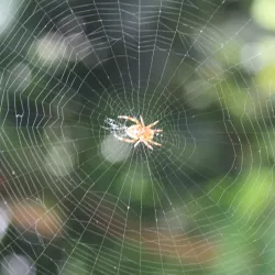 Spiderwebs