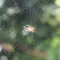 Spiderwebs